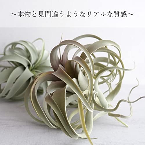 Amazon｜観葉植物 キセログラフィカ 造花 フェイクグリーン M エア